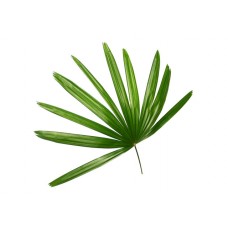 Raphis Palm